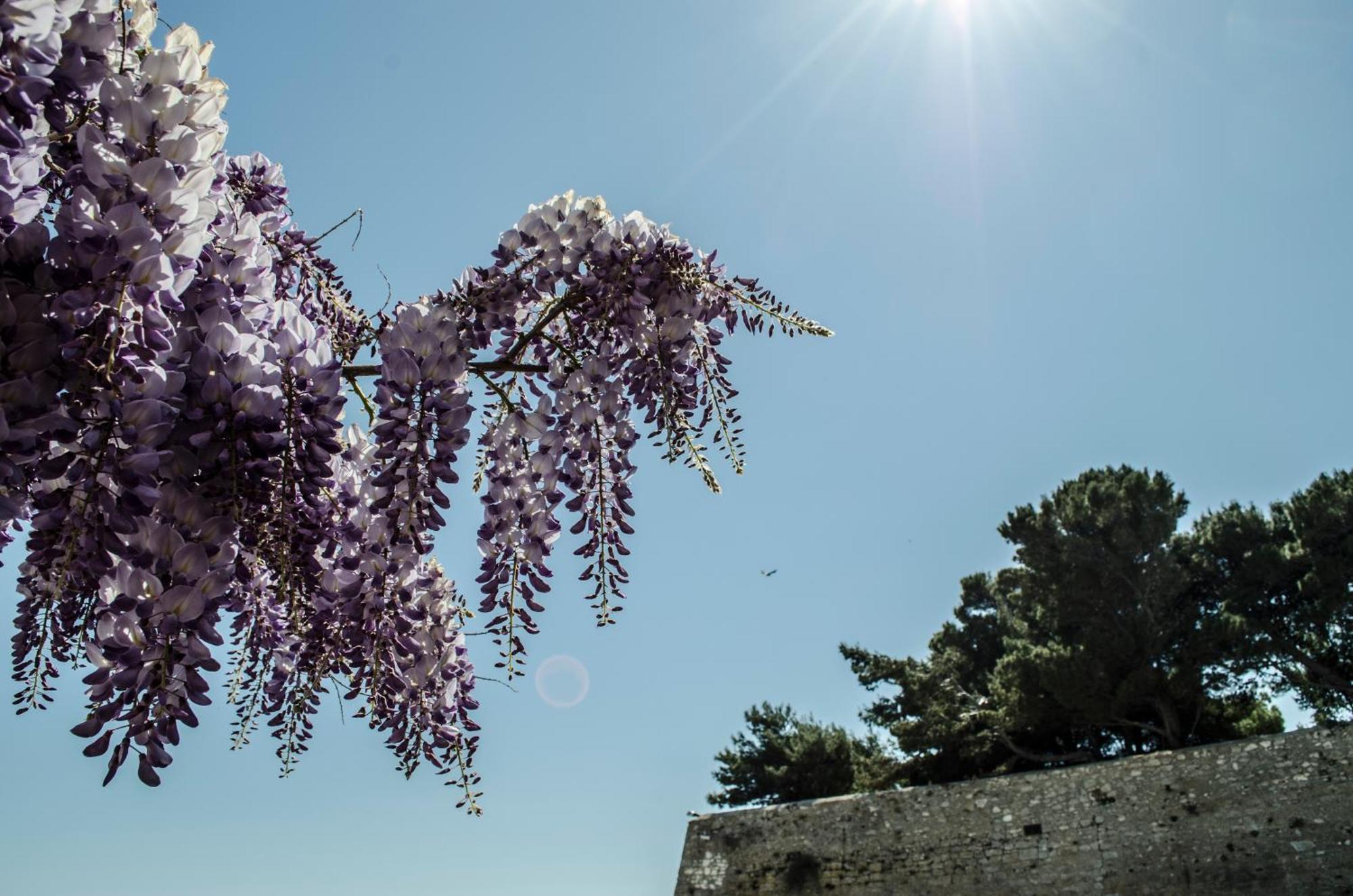 Torre La Mezzaluna Bed & Breakfast Vieste Bagian luar foto